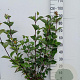 Cornus alba 'Kesselringii' 80-100 cm 10L