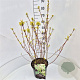 Cornus alba 'Sibirica Variegata' 60-80 cm 10L