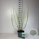 Cornus sericea 'Flaviramea' 80-100 cm 10L