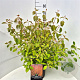 Cornus sang. 'Midwinter Fire' 60-80 cm 10L