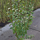 Forsythia int. 'Spectabilis' 100-125 cm 10L