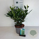 Prunus l. 'Otto Luyken' 30-40 cm 3,5L
