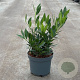 Prunus l. 'Otto Luyken' 40-50 cm 5,0L