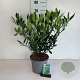 Prunus l. 'Otto Luyken' 40-50 cm 5,0L