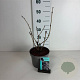 Sambucus nigra Black Lace 40-50 cm 35L