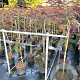 Albizia julibr. 'Evi's Pride' 80-100 cm 7,5L
