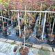 Albizia julibr. 'Evi's Pride' 80-100 cm 7,5L