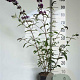 Buddleja d. 'Border Beauty' GM 2,0L