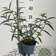 Buddleja d. 'Ile de France' GM 2,0L