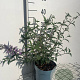 Buddleja d. 'Nanho Blue' GM 2,0L