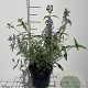 Buddleja d. 'Nanho Blue' GM 2,0L