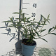 Buddleja d. 'Royal Red' GM 2,0L