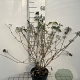 Buddleja 'Lochinch' GM 2,0L