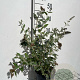 Buddleja 'Lochinch' GM 2,0L