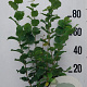 Corylus avellana 80-100 cm 10L