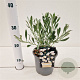 Convolvulus cneorum 20-25 cm C1.5