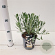 Convolvulus cneorum 20-25 cm C1.5