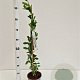 Exochorda 'The Bride' 70-80 cm 2,5L