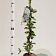 Exochorda 'The Bride' 70-80 cm 2,5L