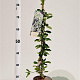 Exochorda 'The Bride' 70-80 cm 2,5L