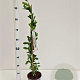 Exochorda 'The Bride' 70-80 cm 2,5L