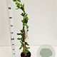 Exochorda 'The Bride' 70-80 cm 2,5L