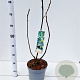 Ficus car. 'Brown Turkey' 50-60 cm 7,5L