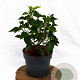 Hedera hel. 'Arborescens' 20-25 cm 3,0L