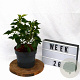 Hedera hel. 'Arborescens' 20-25 cm 3,0L