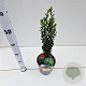 Ilex crenata 'Fastigiata' 30-40 cm 2,5L
