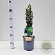 Ilex crenata 'Fastigiata' 30-40 cm 2,5L