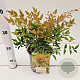 Nandina d. 'Gulf Stream' 25-30 cm 2,5L