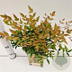 Nandina d. 'Gulf Stream' 25-30 cm 2,5L