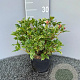 Osmanthus heter. 'Goshiki' 20-25 cm 2,0L