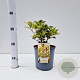Osmanthus heter. 'Goshiki' 20-25 cm 2,0L