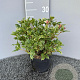 Osmanthus heter. 'Goshiki' 20-25 cm 2,0L