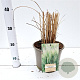 Panicum virgatum 'Northwind' 60-80 cm 4,0L