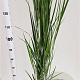 Panicum virgatum 'Northwind' 60-80 cm 4,0L