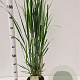 Panicum virgatum 'Northwind' 60-80 cm 4,0L