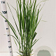 Panicum virgatum 'Northwind' 60-80 cm 4,0L