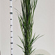 Panicum virgatum 'Northwind' 60-80 cm 4,0L