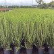 Phillyrea angustifolia 60-80 cm 10L