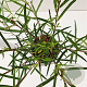 Salix rosmarinifolia 40-50 cm 2,5L