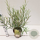 Salix rosmarinifolia 40-50 cm 2,5L