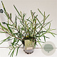 Salix rosmarinifolia 40-50 cm 2,5L
