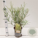 Salix rosmarinifolia 40-50 cm 2,5L