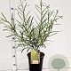 Salix rosmarinifolia 60-80 cm 4,5L