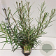 Salix rosmarinifolia 60-80 cm 4,5L