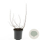 Spiraea betulifolia 'Tor' GM 1.5