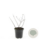 Spiraea betulifolia 'Tor' GM 1.5